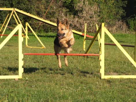 agility_056.jpg agility_056.jpg